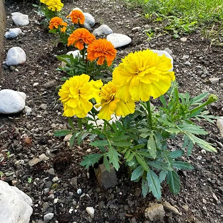 Apartma Anze Samec Apartman