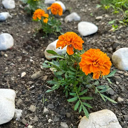 Apartman Apartma Anze Samec *