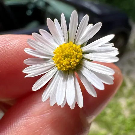 Apartma Anze Samec *