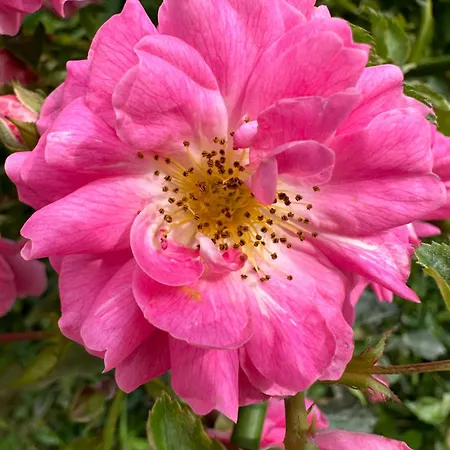 Apartma Anze Samec * Dobravlje