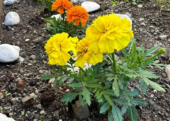 Apartma Anze Samec Apartma