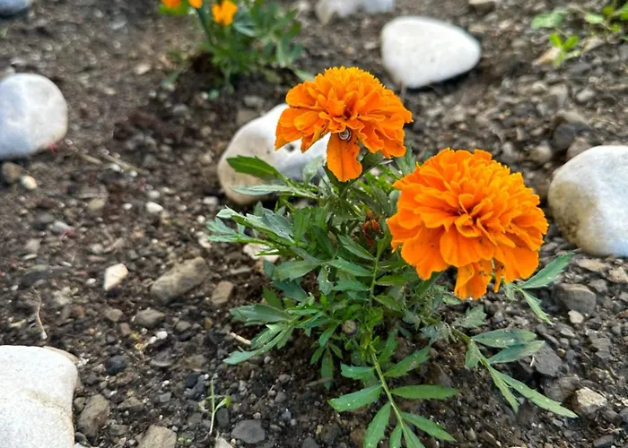 아파트 Apartma Anze Samec *