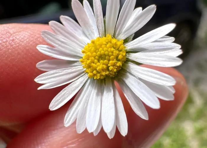 Apartma Anze Samec *