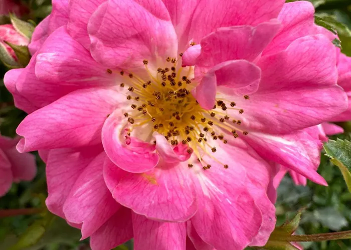 Apartma Anze Samec * Dobravlje